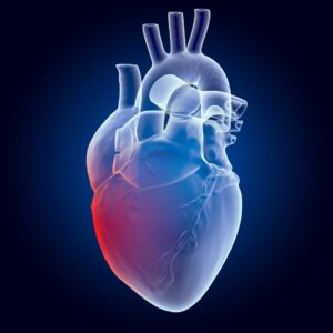 modelo 3D de un corazón humano